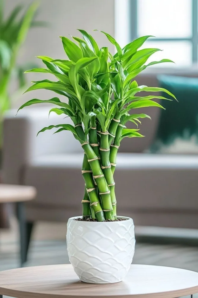 Bambu hoki spiral dalam pot putih bermotif